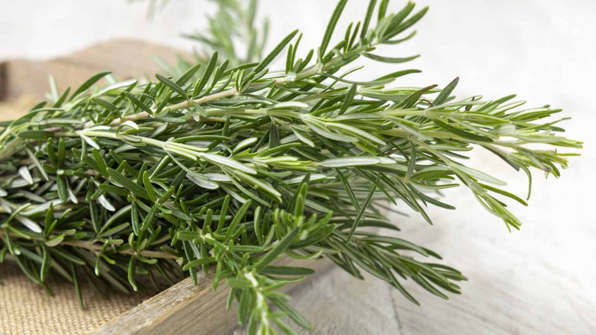 Boiling Rosemary