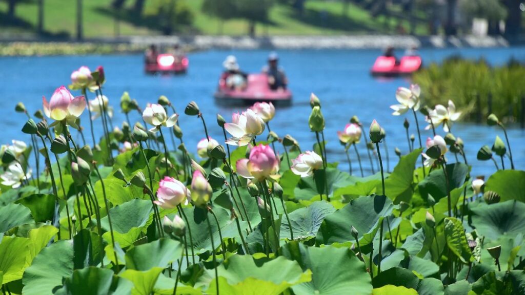 Exhibit Booths at the Lotus Festival