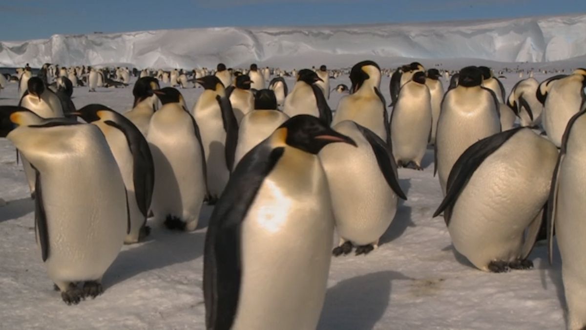 Emperor Penguin