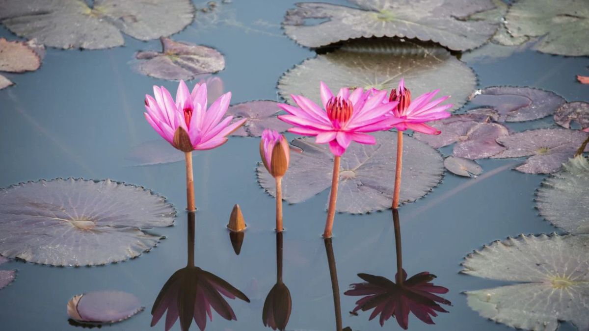 Lotus Flower