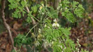 Natural Plant