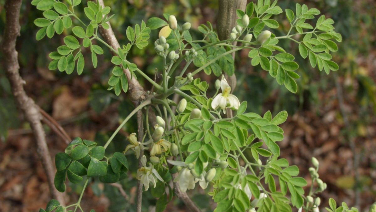 Natural Plant