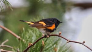 Rare Bird Sighting