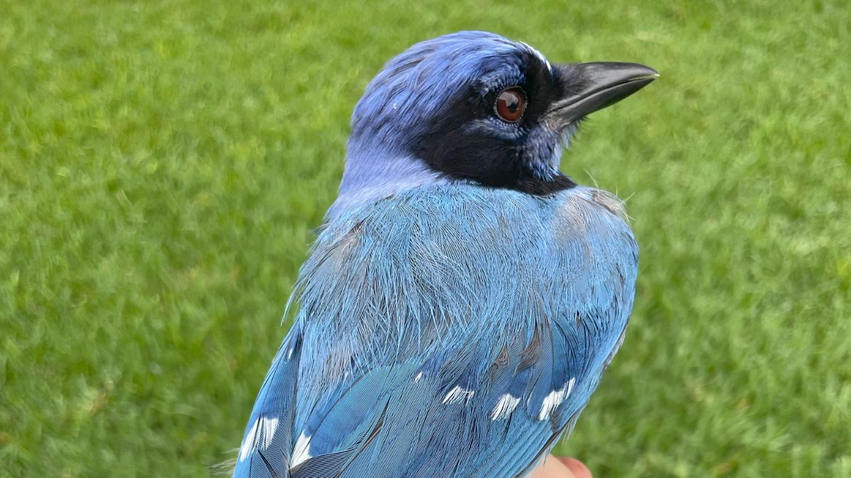 Hybrid Jay