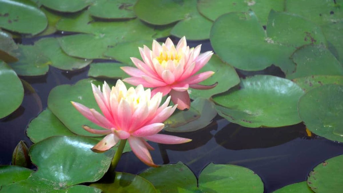 Lotus Festival