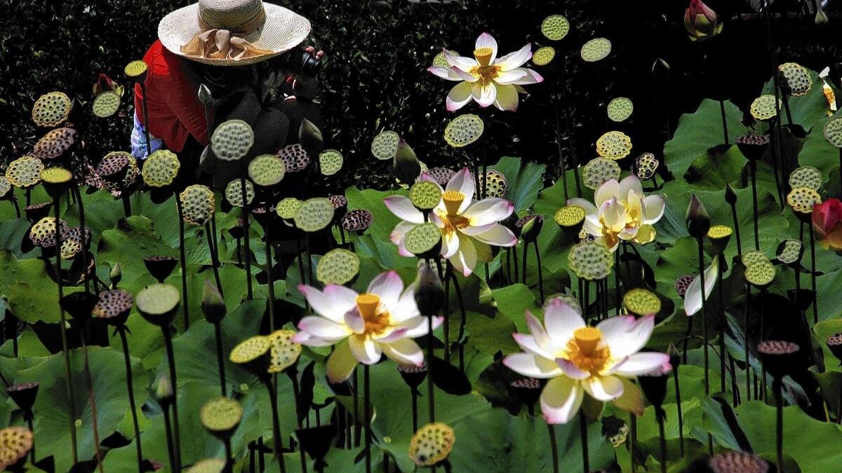 LA Lotus Festival